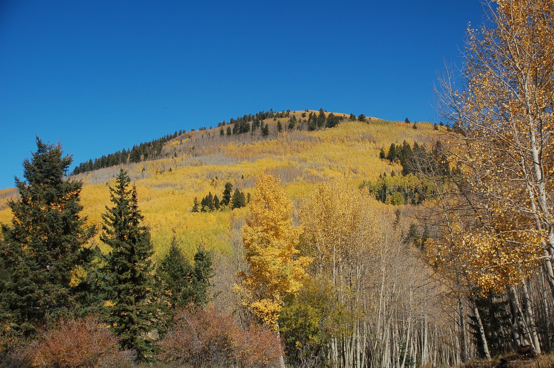 Escudilla Mountain trail offers Apache County hikers a rugged high-country challenge