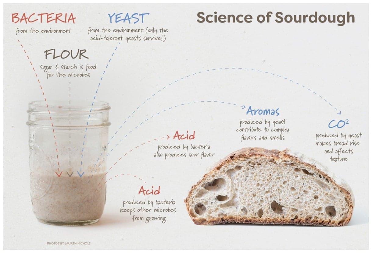 Sourdough starter shapes flavor, nutrition, and home baking creativity