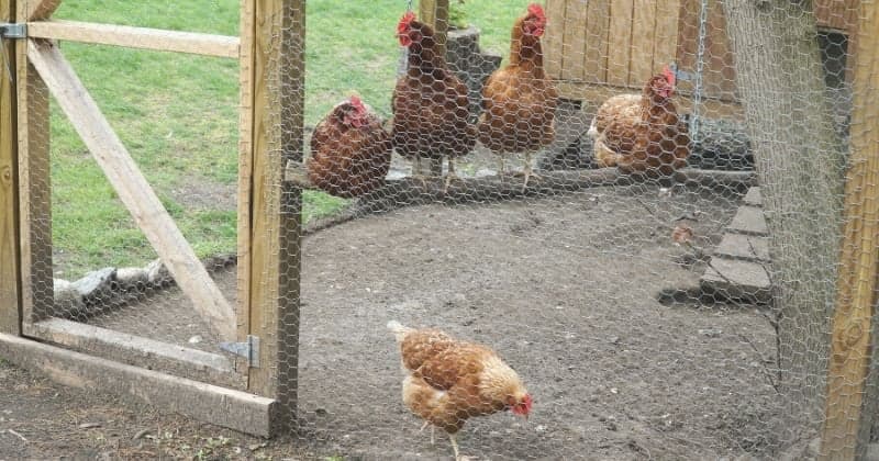 April Wilkerson shows a simple, predator-safe backyard chicken run