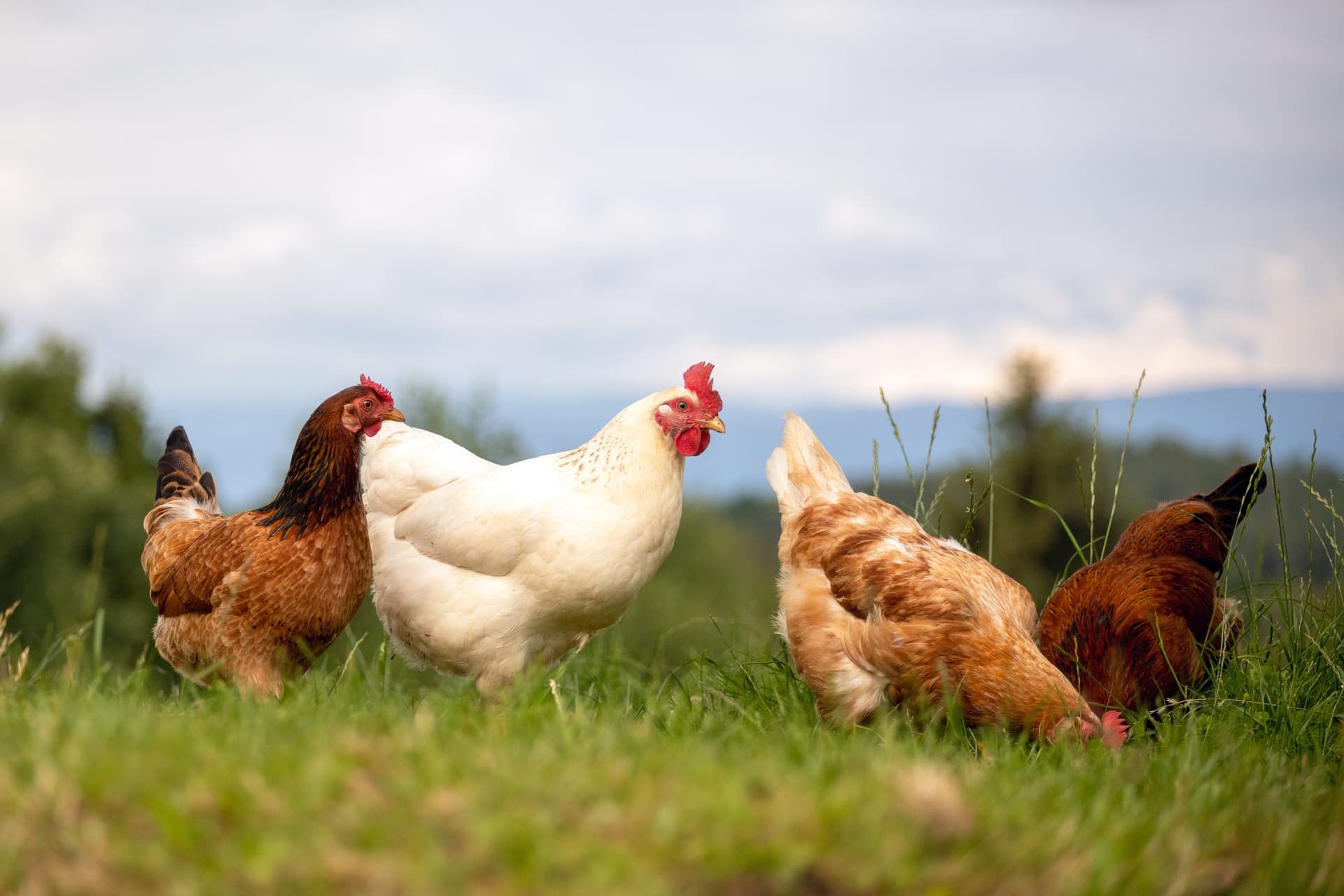 Highly Pathogenic Avian Influenza Found in Buena Vista County Backyard Flock
