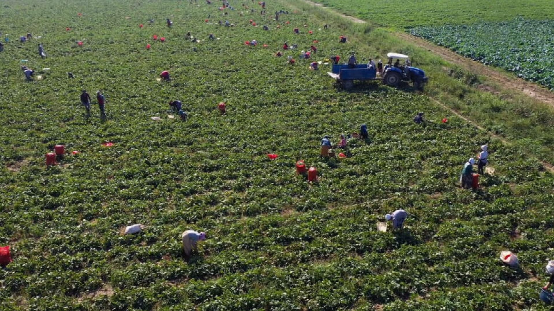 Farmers Rush to Robots as Raids Disrupt Field Labor