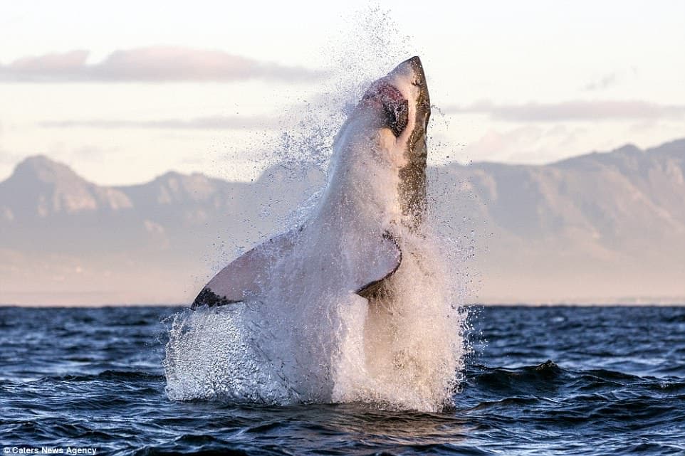 Great white sharks vanished from False Bay, study links cascading effects