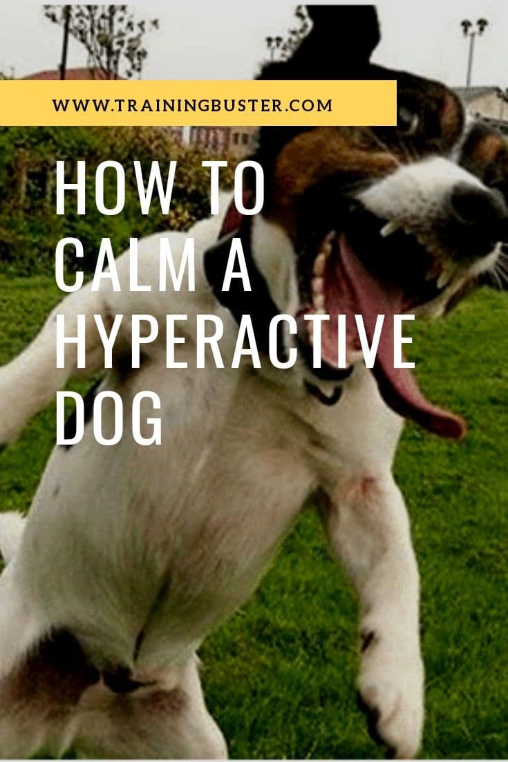 AKC Offers Five Tips to Help Owners Train Hyperactive Dogs