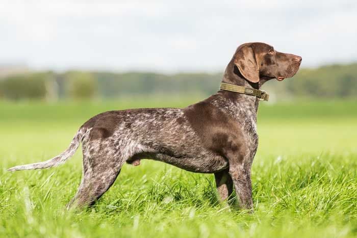 German Shorthaired Pointers thrive on exercise, hunting, and constant play