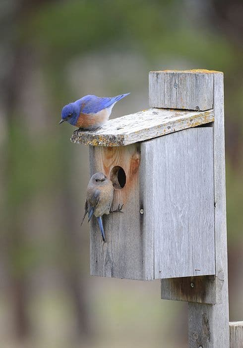 Castle Rock seeks volunteers to monitor bluebird nest boxes
