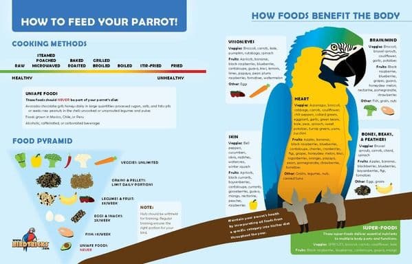 BirdTricks guide says parrot care starts with diet, safety, and stimulation