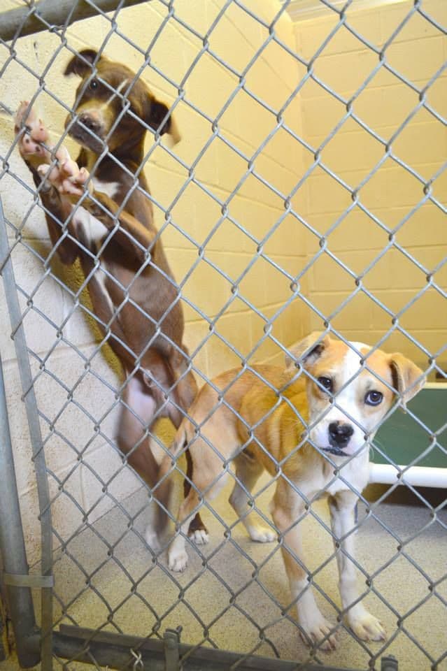 Cleveland County Animal Services expands adoptions, fees start at $10