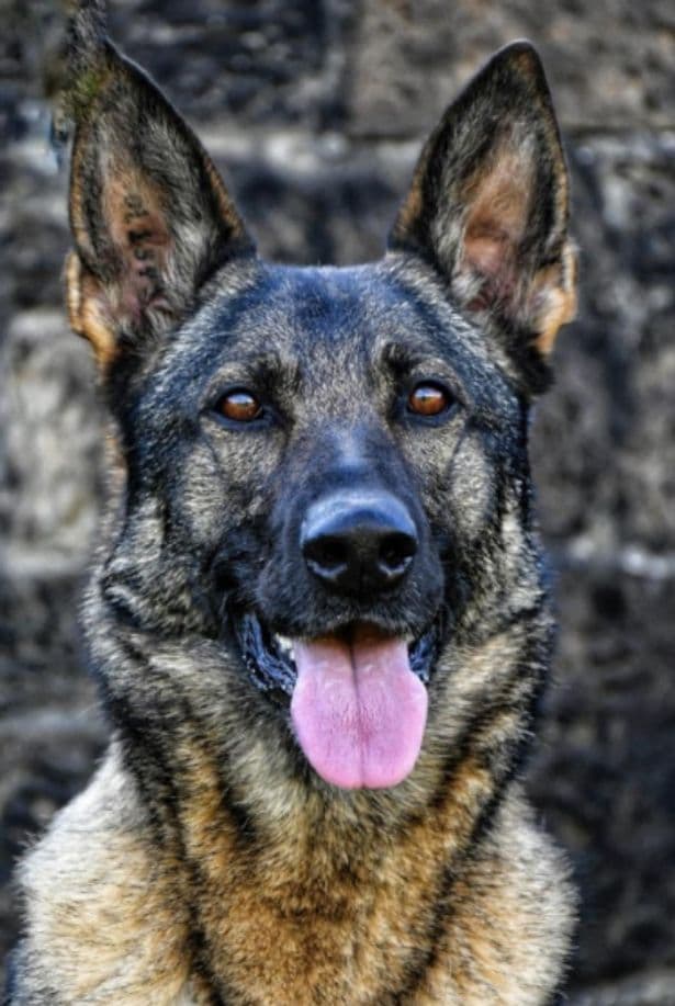 Retired Glasgow Police Dog Hospitalized After Eating Owner's Cannabis Stash