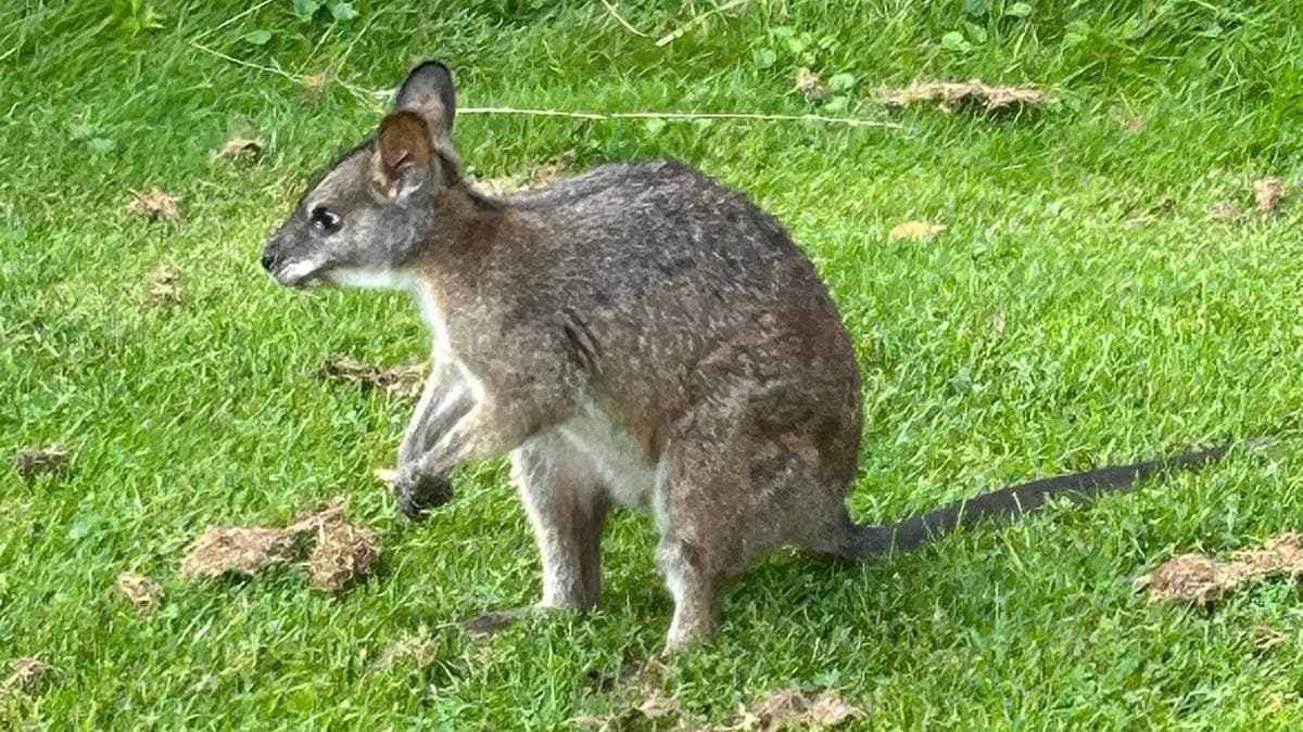 Douglas County Deputies Corral Runaway Pet Wallaby Charlie in Highlands Ranch