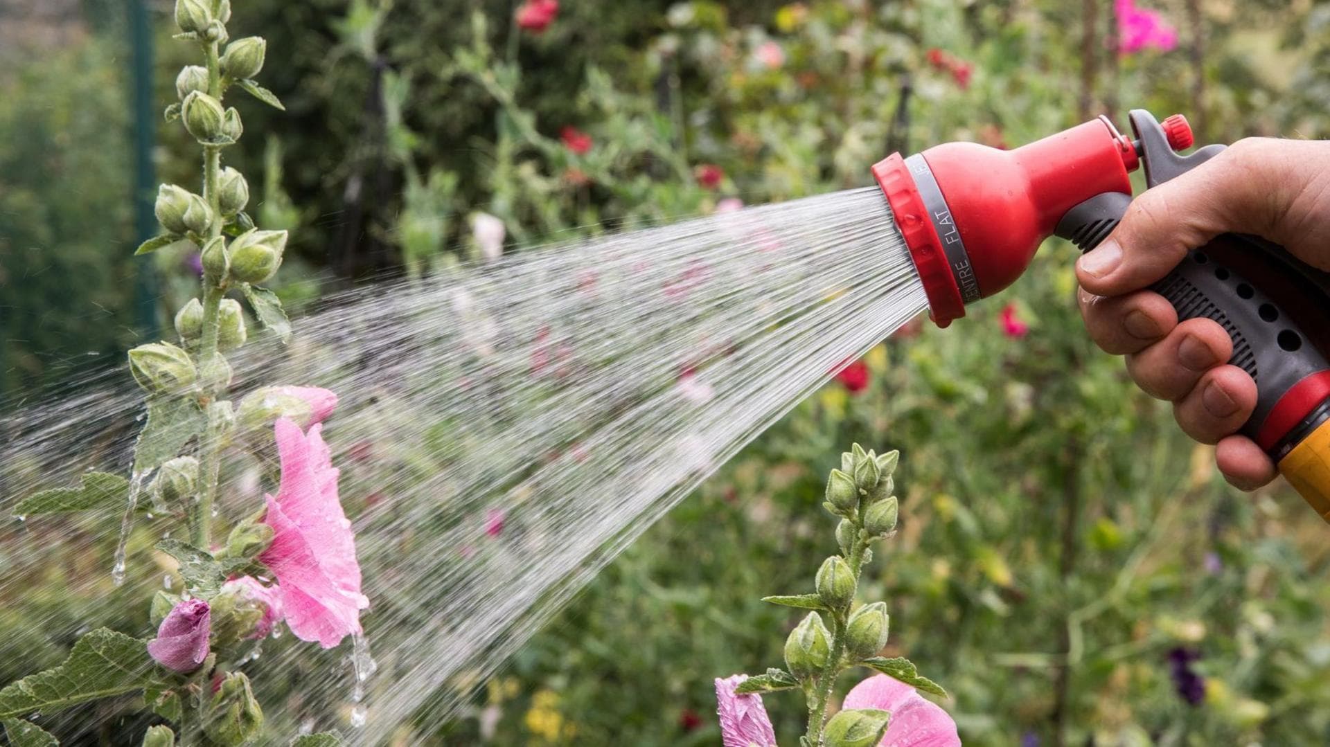 Hosepipe bans hit eight million households amid worsening UK drought