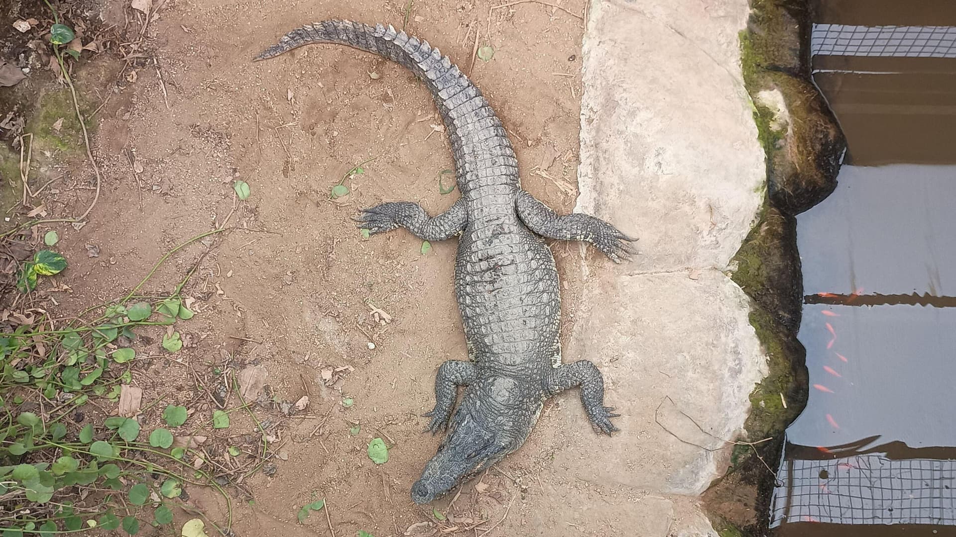 Cambridgeshire zoo reopens crocodile enclosure after boy’s serious injury