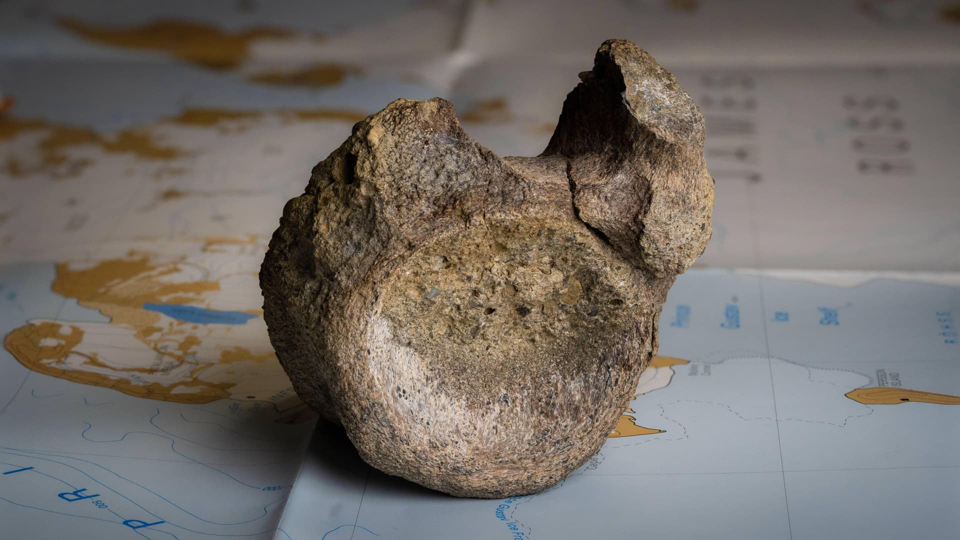 First dinosaur bone found in Antarctica identified as titanosaur tail vertebra