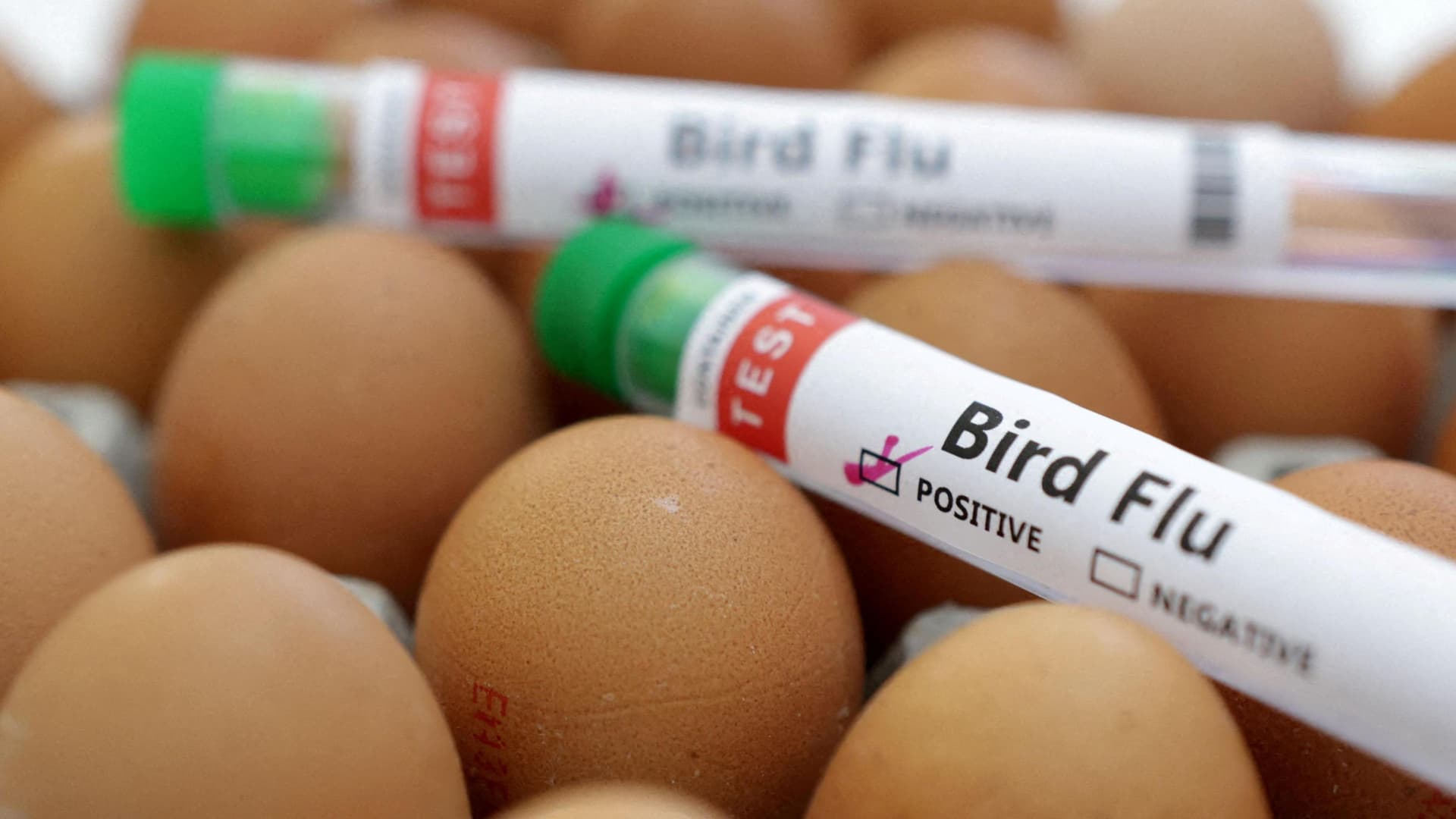 Vets Warn Bird Flu May Be Permanent, Urging Parrot Owners to Boost Biosecurity