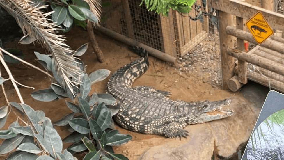 Family thanks staff after boy survives crocodile enclosure attack