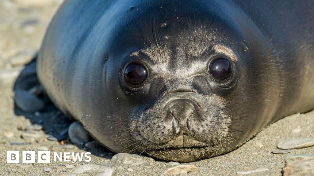 Bird flu kills more than 13,000 seal pups on remote islands