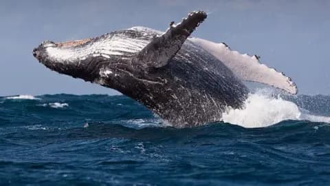 Rerouted ships around South Africa raise whale collision risk, researchers warn