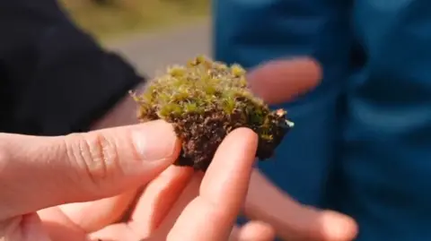 New fungus could help Britain fight invasive heath-star moss