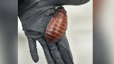Australia seizes 100,000 illegal exotic cockroaches in Bathurst raid