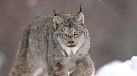 Fifteen big cat sightings reported in Wales over five years