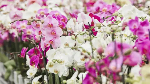 Orchid breeders race to create the next blockbuster flower
