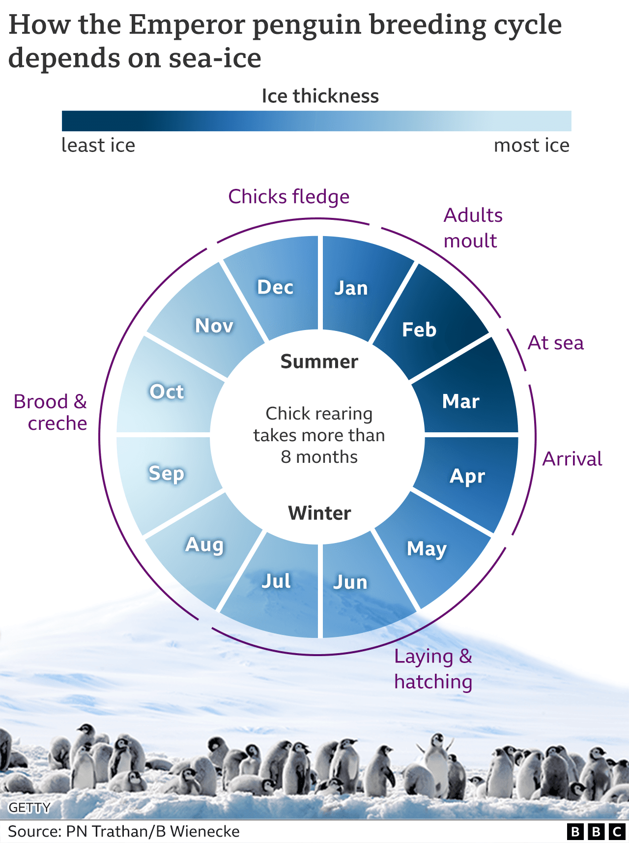 Antarctic warming forces penguins to breed earlier, stressing vulnerable species