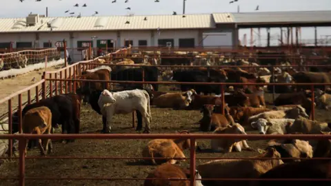 Canada restricts Texas livestock after second screwworm case surfaces