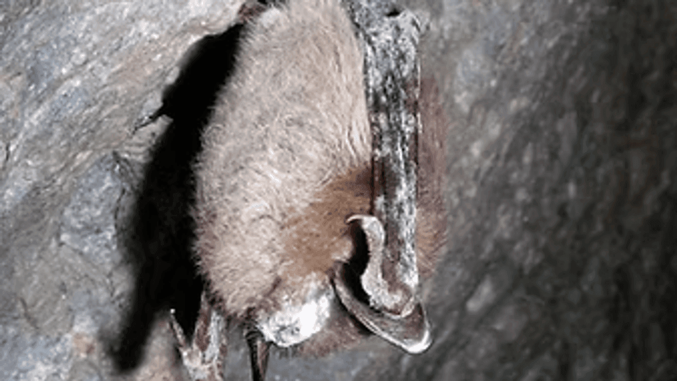 Idaho Confirms First White-Nose Syndrome Cases in Bats, Including Kootenai County