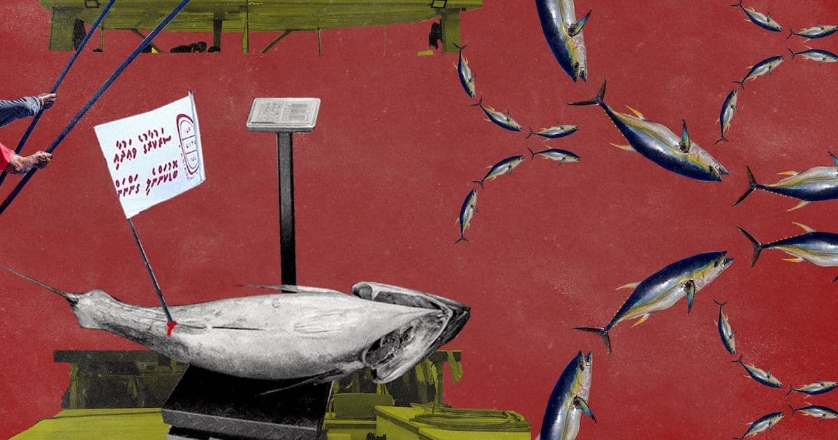 MIFCO Begins Buying Reject Yellowfin at Modest Prices After Protests