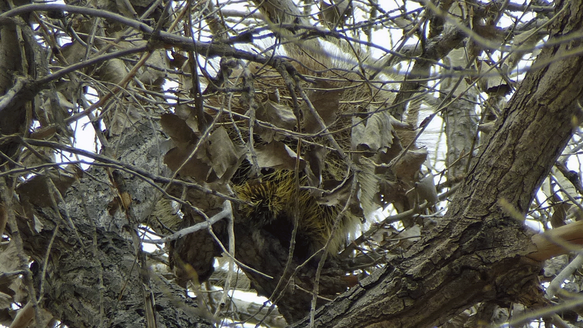 Albuquerque porcupines help pollinate Bosque plants, study says