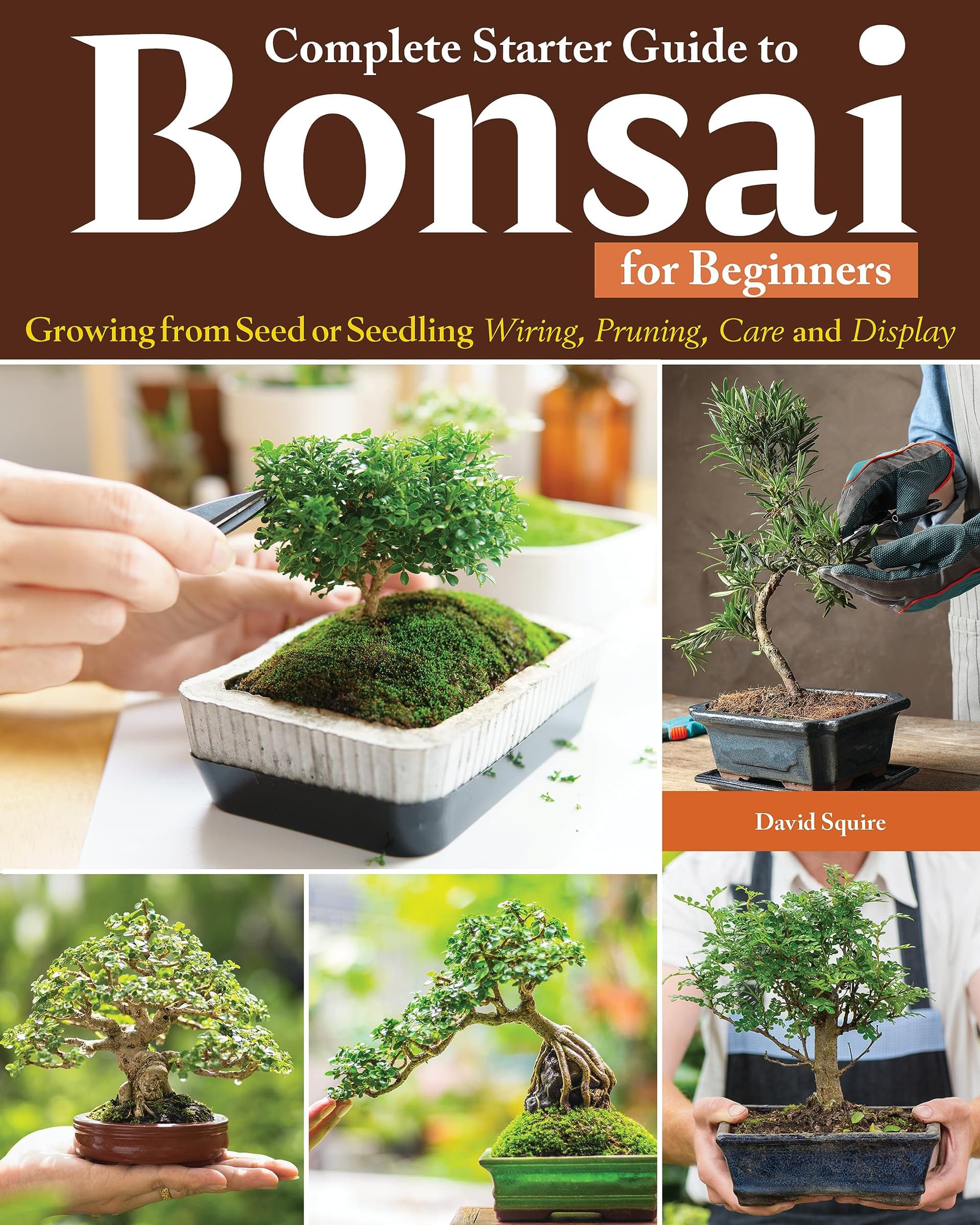 Choosing Your First Indoor Bonsai: Species, Light Brackets, Simple Soil Taxonomy