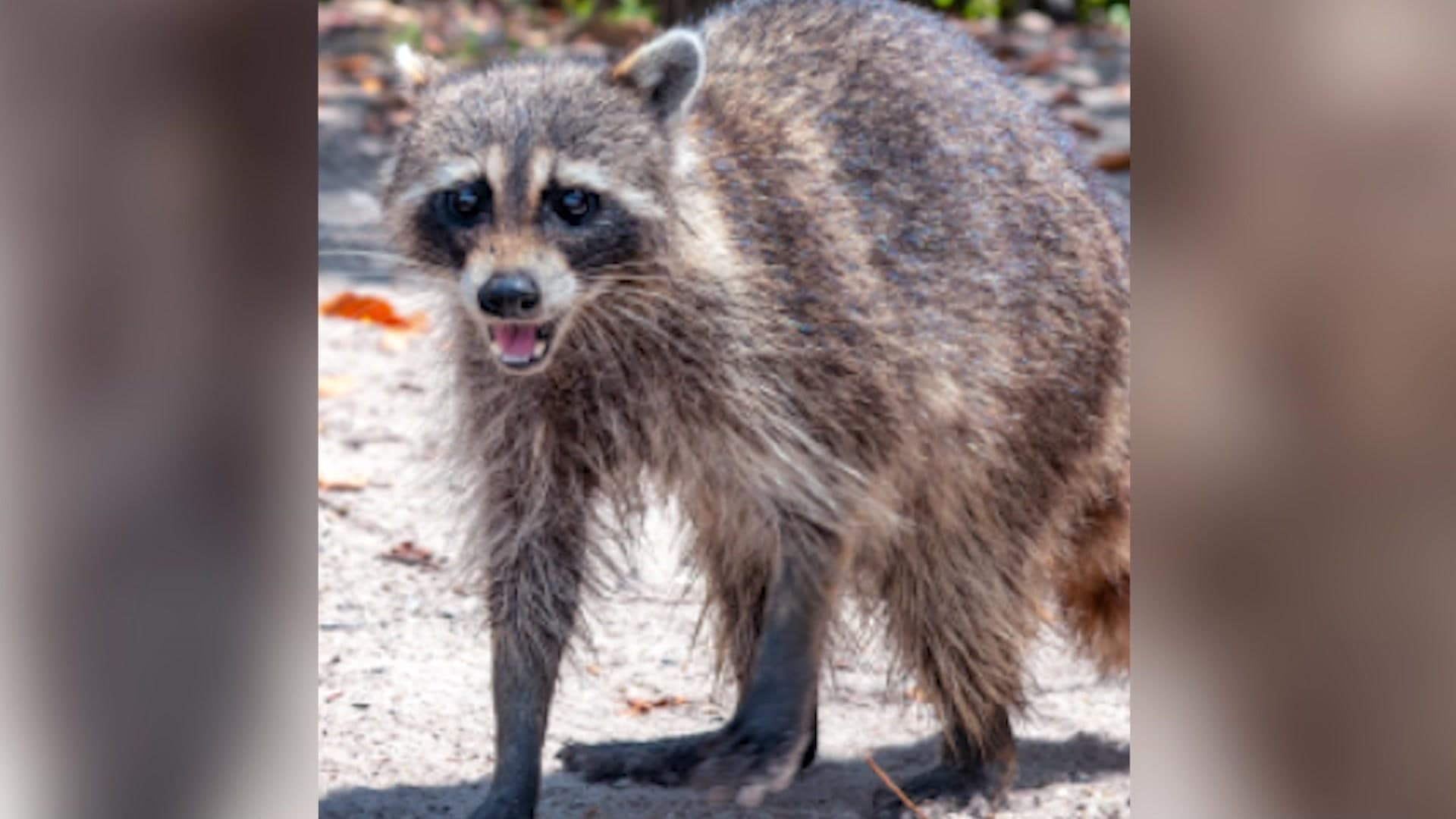 Suffolk to drop rabies vaccine baits across western county next month
