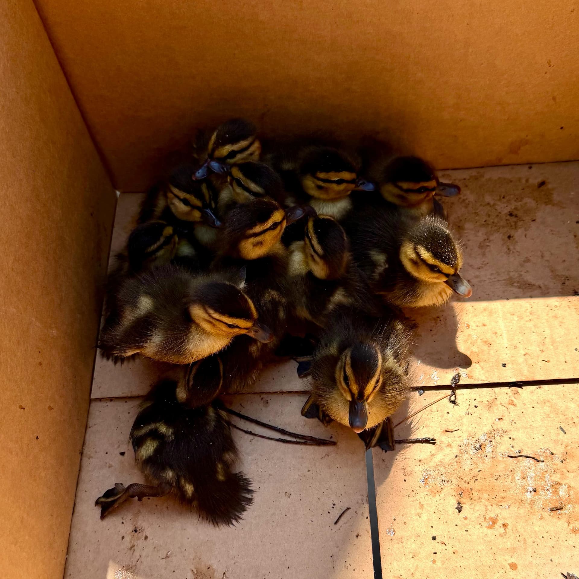Bay Shore firefighters rescue 11 ducklings from storm drain