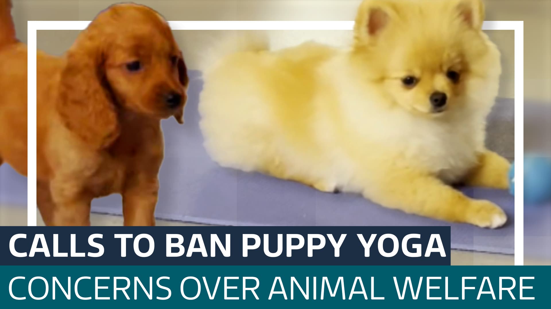 Puppy yoga welfare risks prompt calls for clearer safety practices