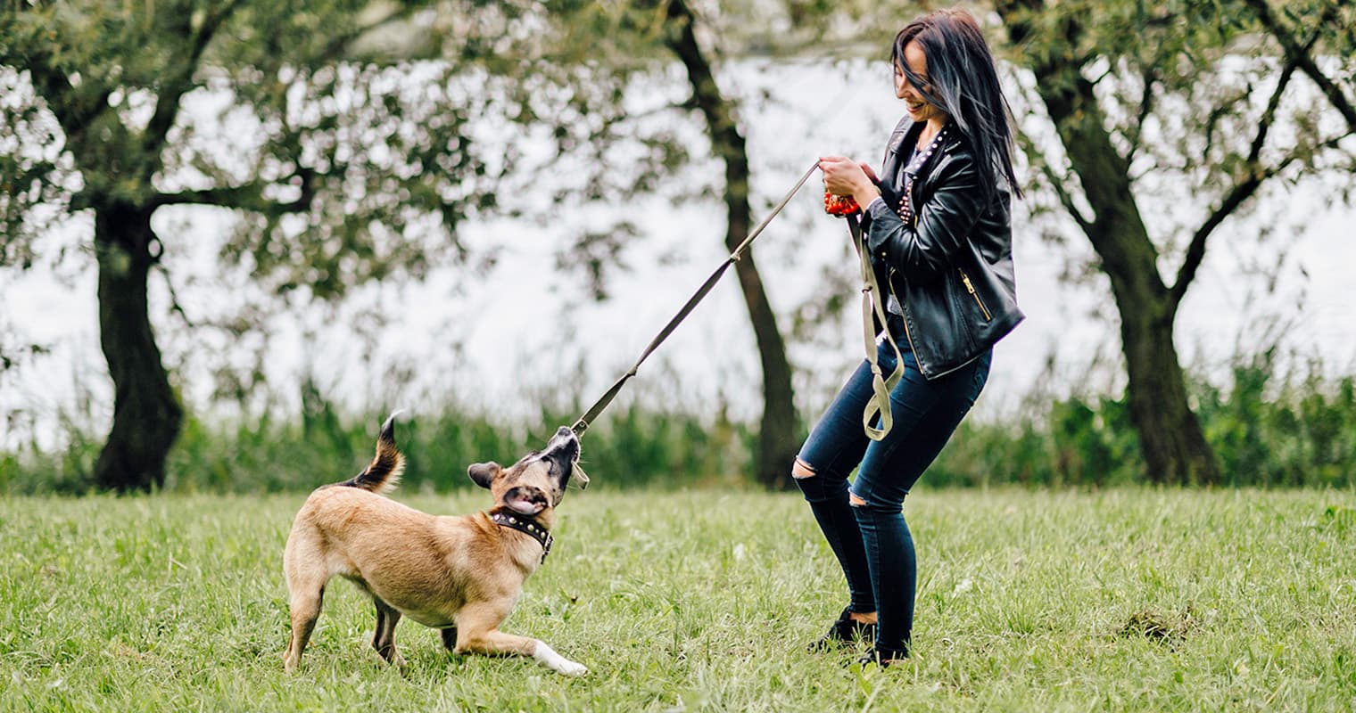 Trainer-Sourced Schedule and Stimulation Tips for High-Energy Dogs