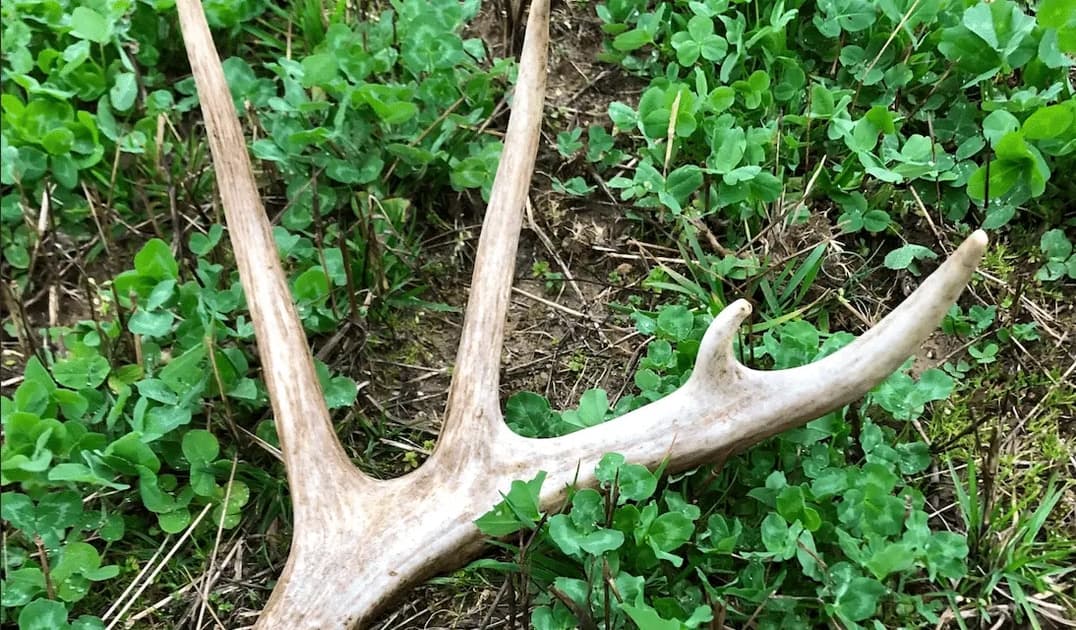 Shed antler value rises with size, condition and market demand