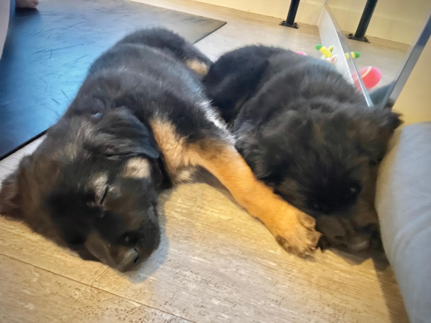 Cochrane adds puppy yoga and puppy pilates to June events calendar