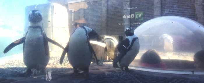 Long Island Aquarium moves endangered African black-footed penguins indoors amid Arctic blast