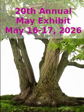Midwest Bonsai Society Prepares For Spring Exhibit, Workshops And Trees In Training