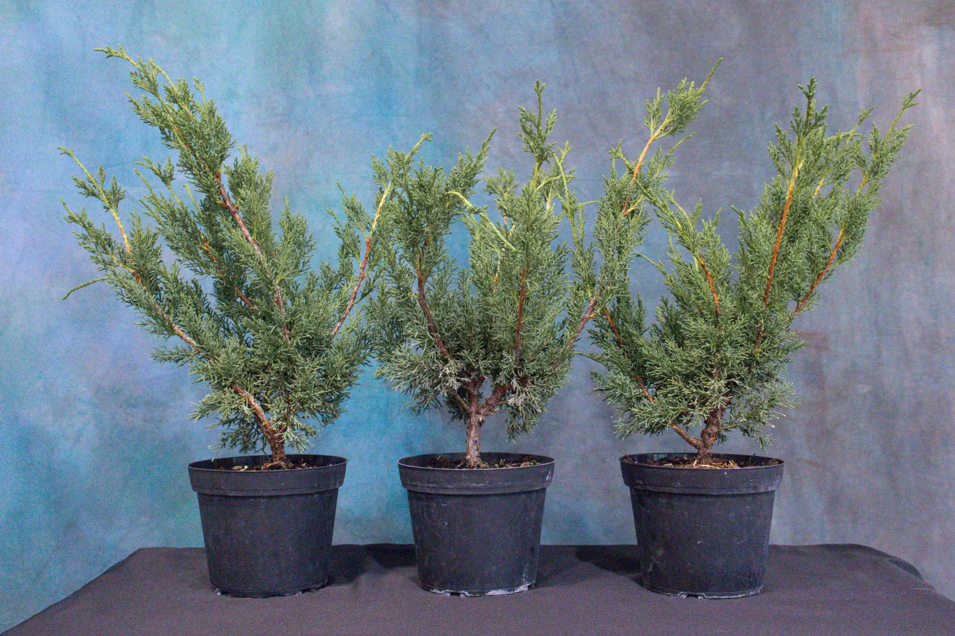 Midwest Bonsai Society hosts Mauro Stemberger styling demo and auction