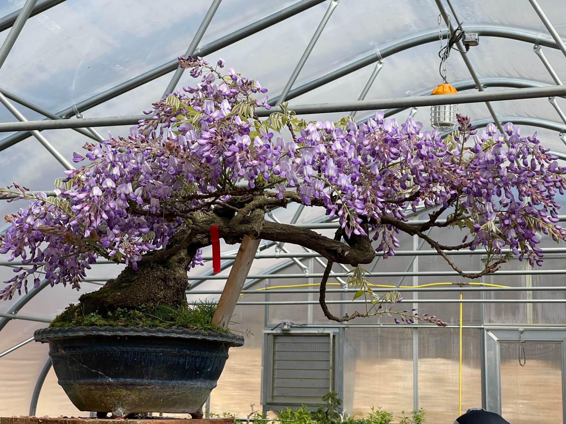 Kifu Bonsai Offers Hands-On Evergreen Repotting Clinic This Spring