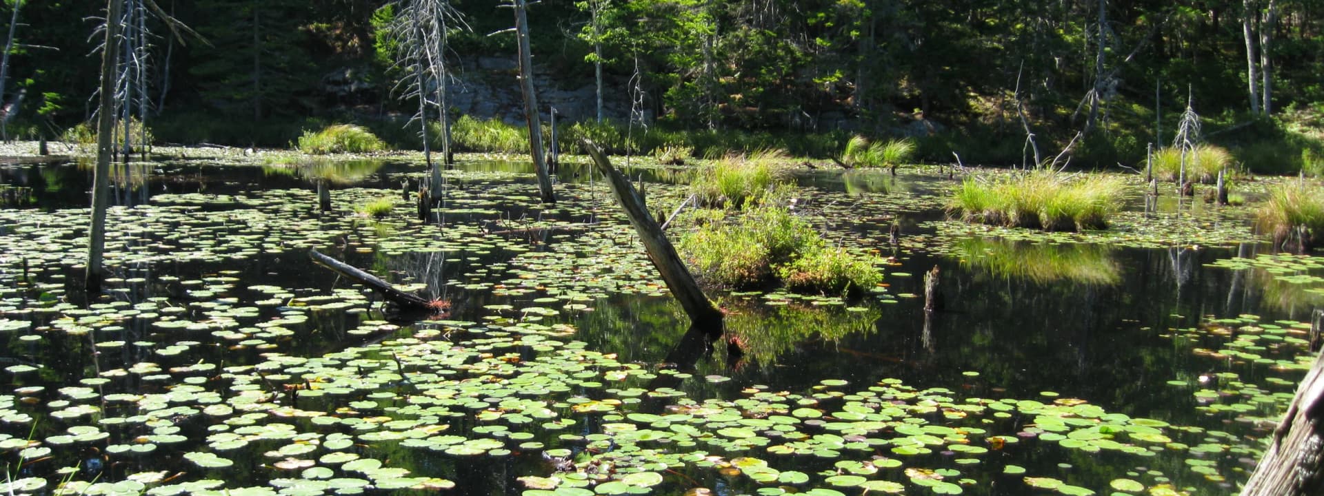 Reid State Park showcases Georgetown’s coastal conservation and storm challenges