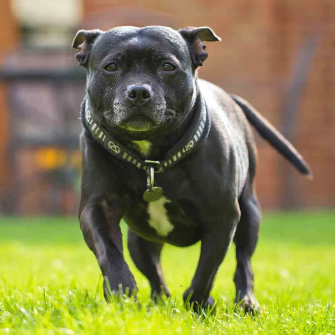 Rescued Staffordshire Bull Terrier Treats Owner Like a Jungle Gym, Internet Loves It