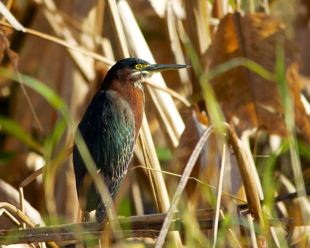 Hernando Audubon Society Posts Local Birding Schedule for County Residents