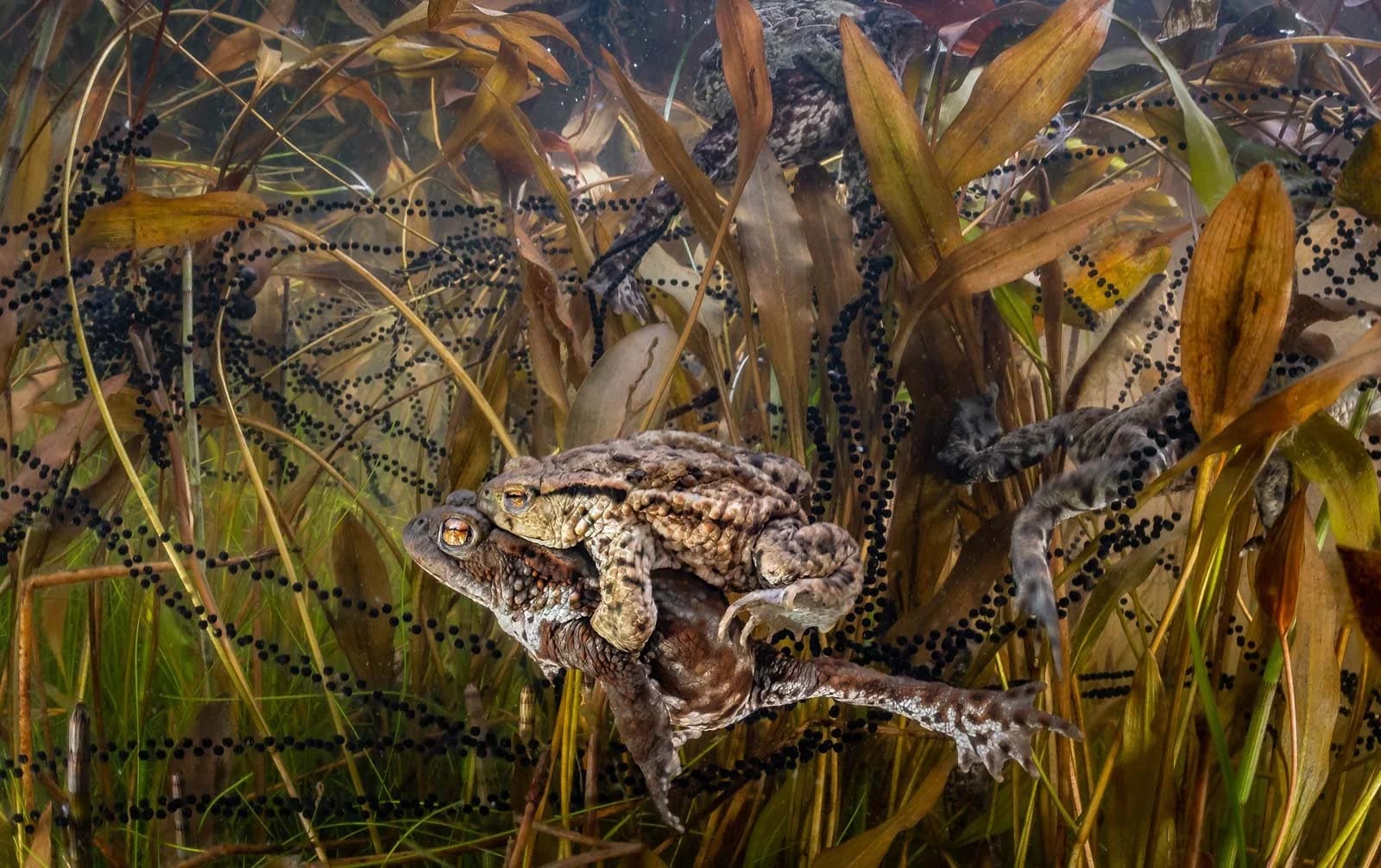 British Wildlife Photography Awards Crown Toad Image and 10-Year-Old Bee Photographer