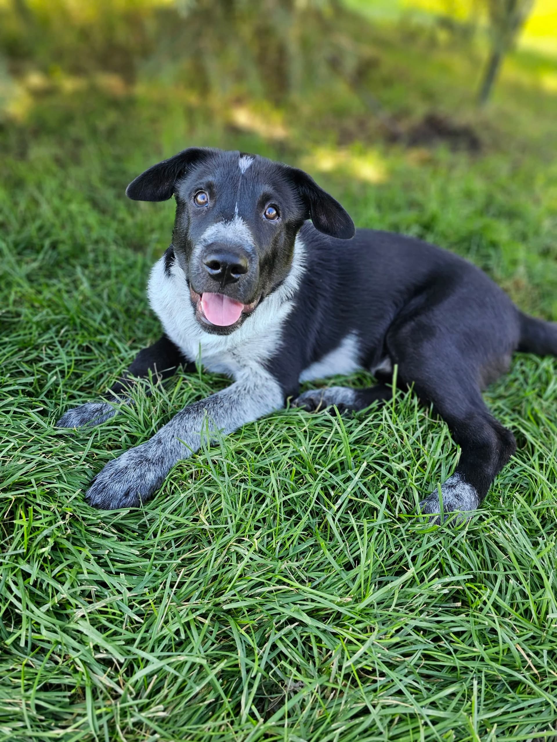 Rocky Survives 43 Days Lost in Rockies, Reunited with Owner