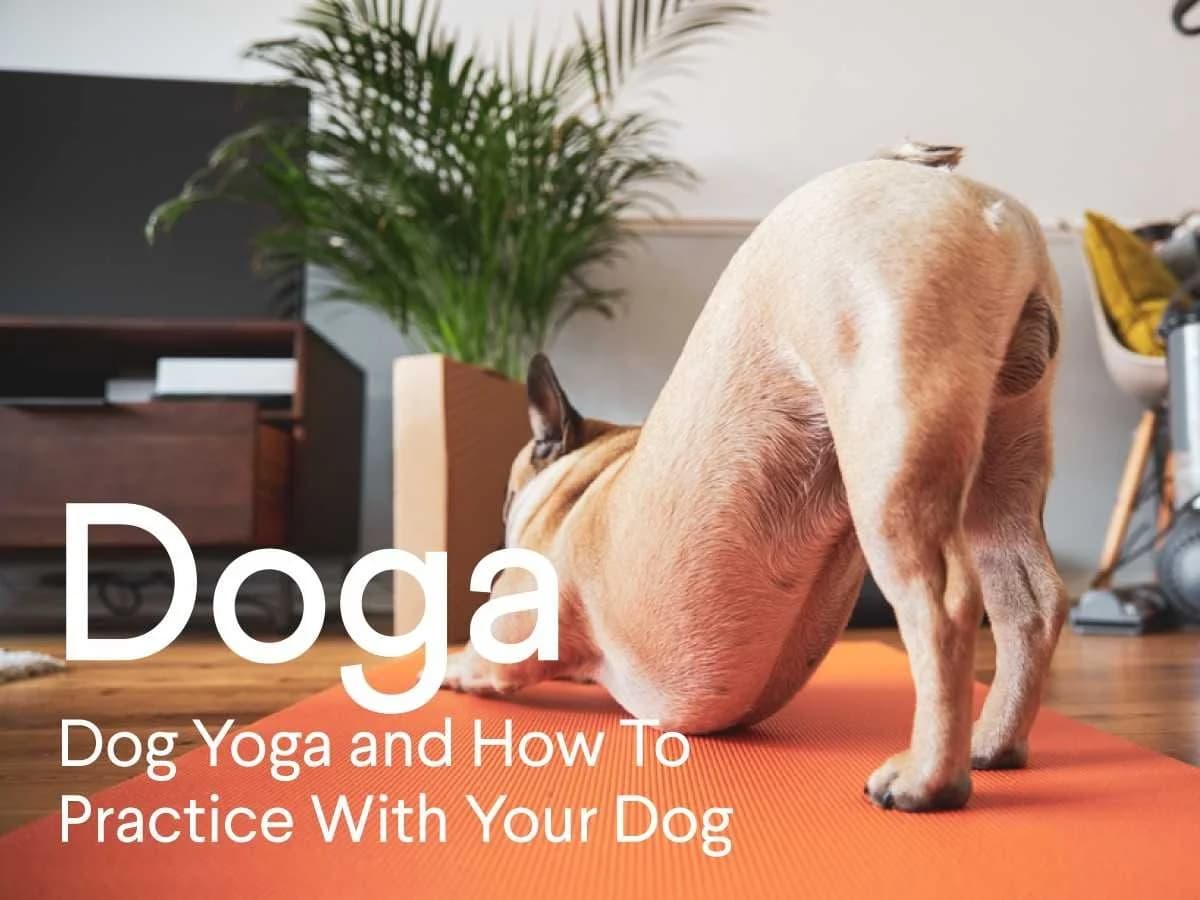Dog yoga basics - safe, simple ways to practice with your dog