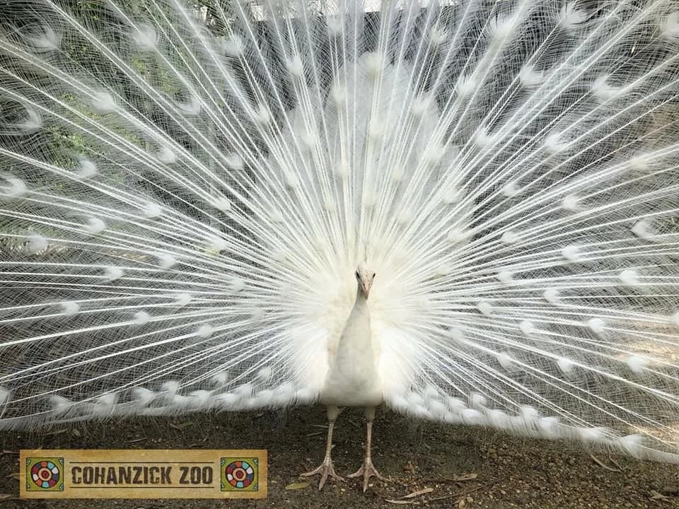 Cohanzick Zoo Remains Community Resource Amid City Budget Scrutiny