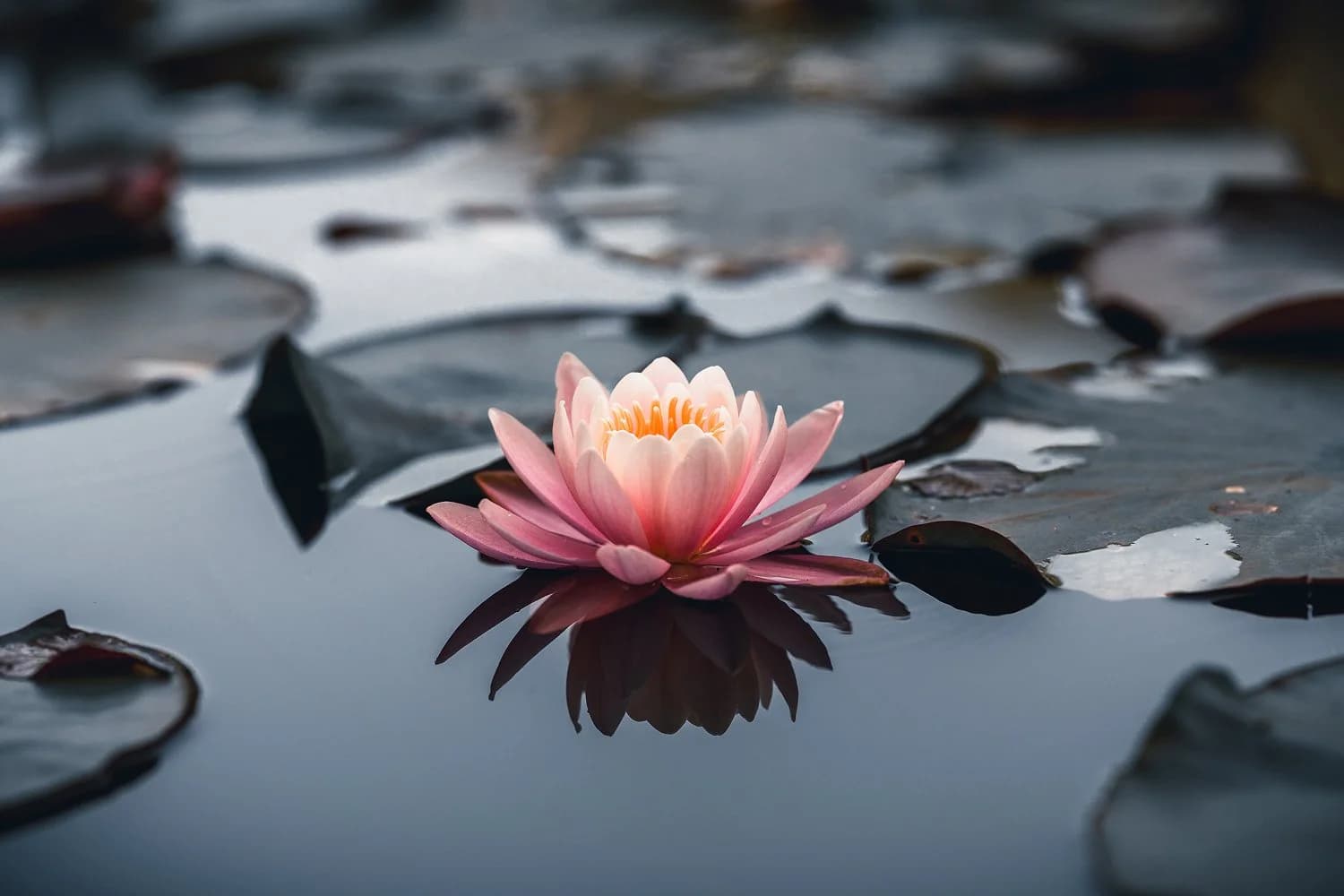 Calm guide shows beginners how mindfulness meditation reduces stress and anxiety