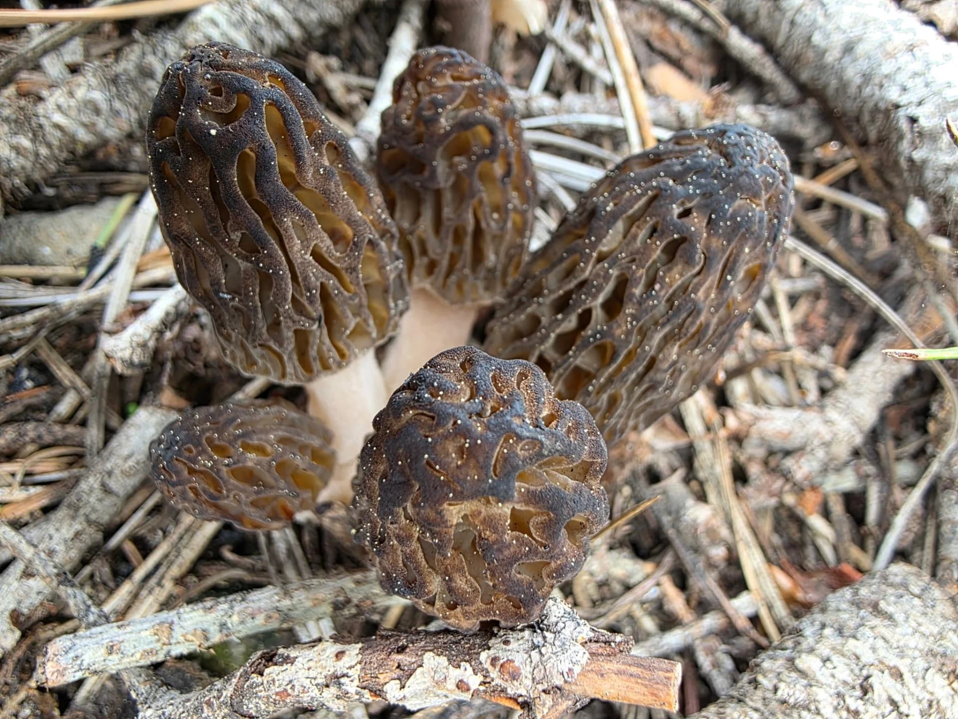 Mount Shasta mushroom classes teach foraging in Northern California woods