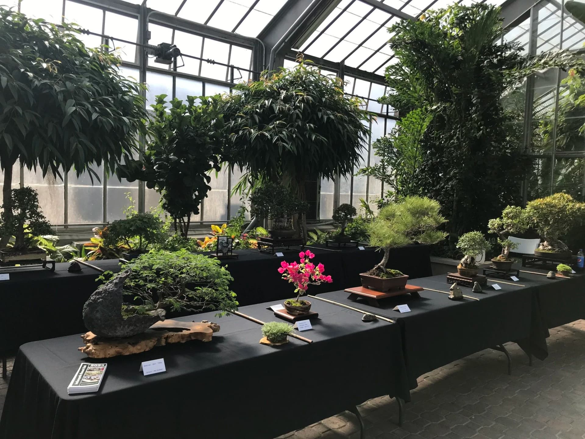 Indianapolis Bonsai Club packs spring festival, shohin demo, monthly meetings